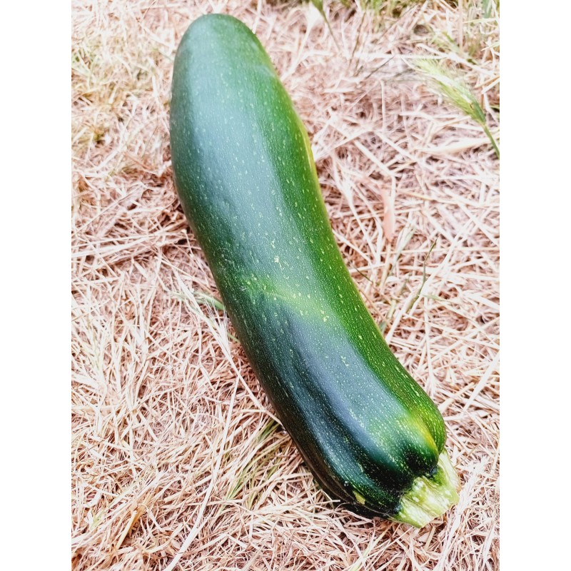 Courgette à farcir - à l'unité