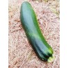Courgette à farcir - à l'unité