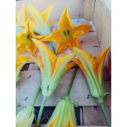 Fleur de courgette - a l'unité