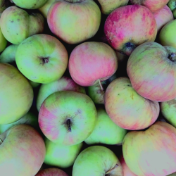 Pommes - Golden - 1kg
