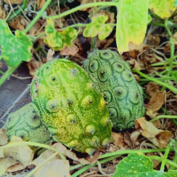 Kiwano - l'unité