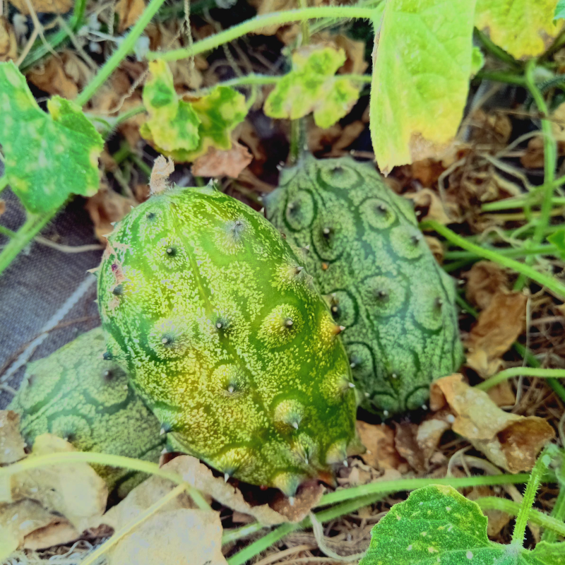 Kiwano - l'unité