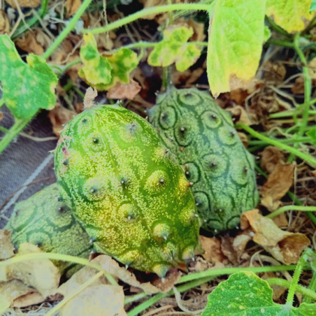 Kiwano - l'unité