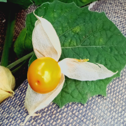 Physalis - barquette de 250g