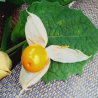 Physalis - barquette de 250g