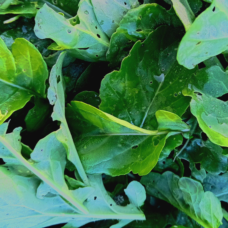 Roquette - 100g