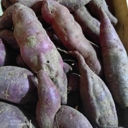 Patate douce violette - 1kg