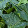 Epinards - 100g
