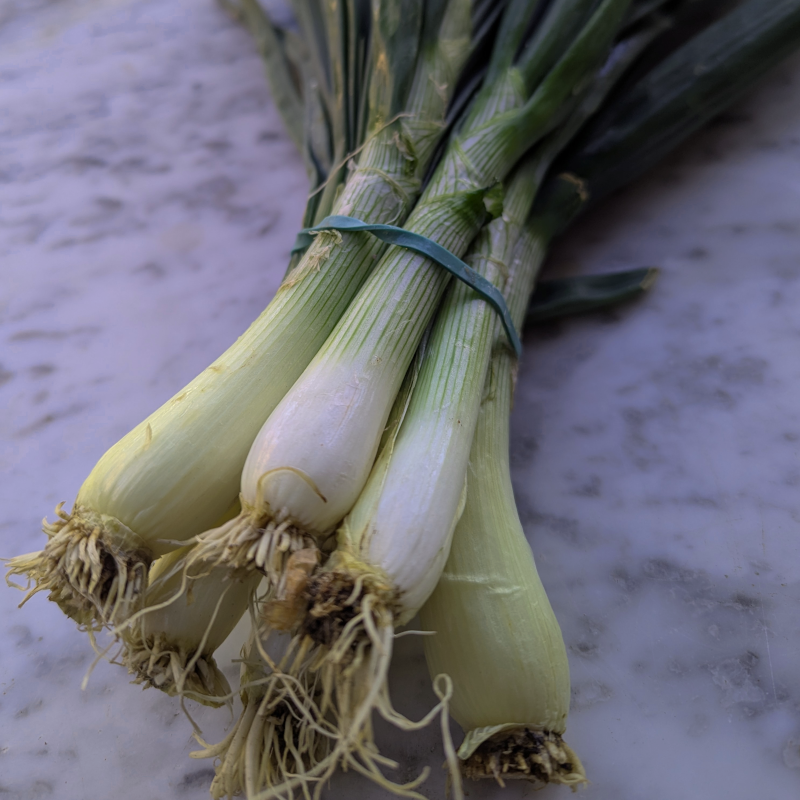 Oignons nouveaux
