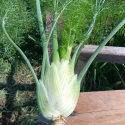 Fenouil à la pièce