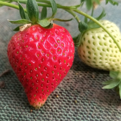 Fraises (Charlotte) - 250g