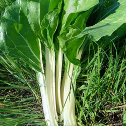 Blette - en botte de 500g