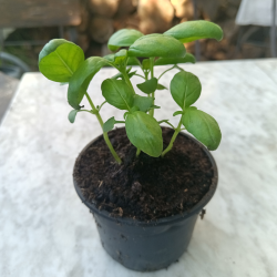 Plant de basilique