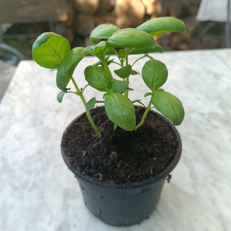 Plant de basilique