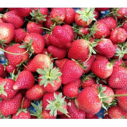 Fraises (Charlotte) - 250g