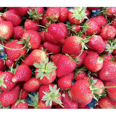 Fraises (Charlotte) - 250g