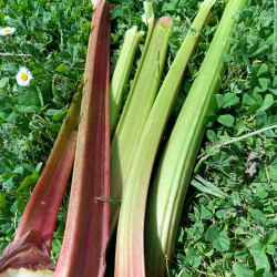 Rhubarbe - botte de 500g
