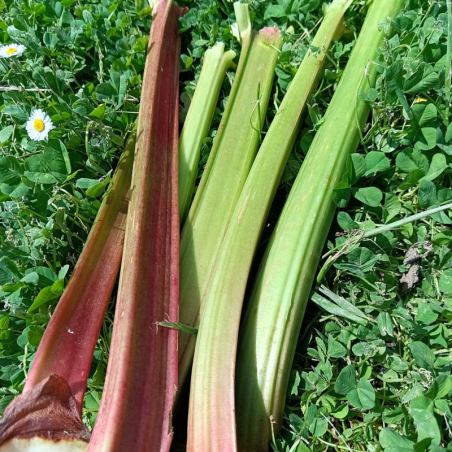 Rhubarbe - botte de 500g