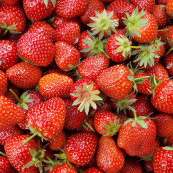 Fraises (Charlotte) - 250g