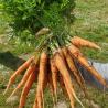 Carottes botte