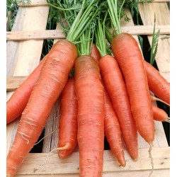 Carottes botte
