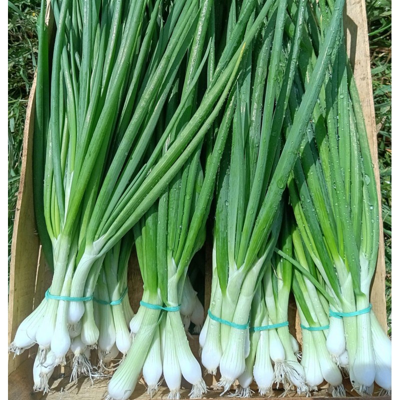 Oignons nouveaux