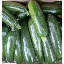 Courgette verte - 1 kg