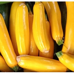 Courgette jaune - 1 kg