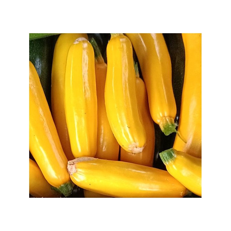 Courgette jaune - 1 kg