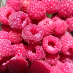 Framboise - 125g