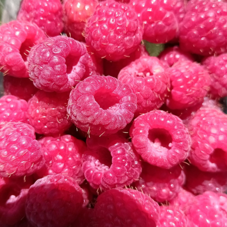 Framboise - 125g