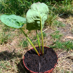 Plant de Rhubarbe