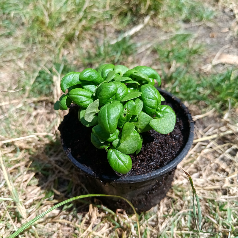 Plant de Basilic