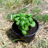 Plant de Basilic