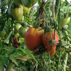 Tomates anciennes - 1 Kg