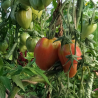 Tomates anciennes - 1 Kg