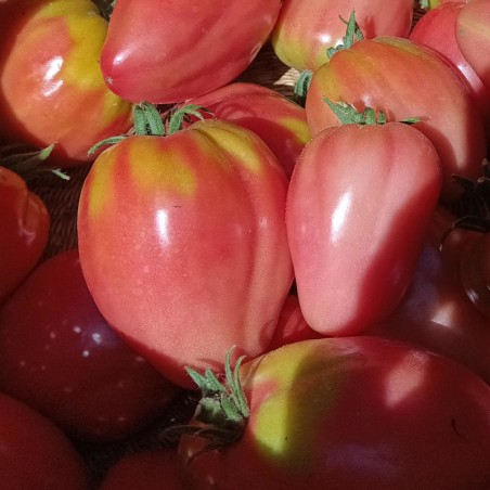 Tomates anciennes - 1 Kg