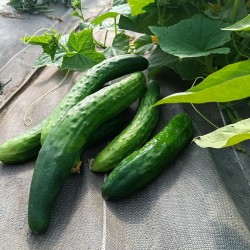 Concombre - 1kg