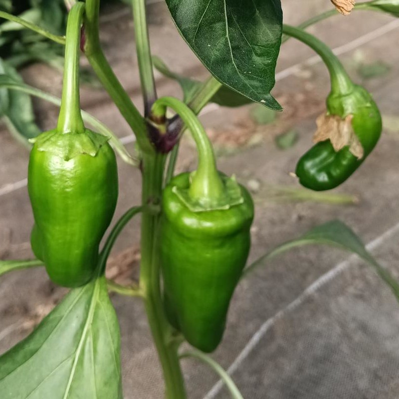 Piment frais - 100g