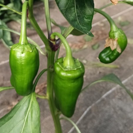 Piment frais - 100g