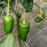 Piment frais - 100g