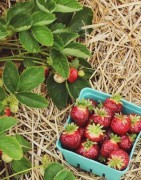 Fruits biologiques et de saison en indre et loire