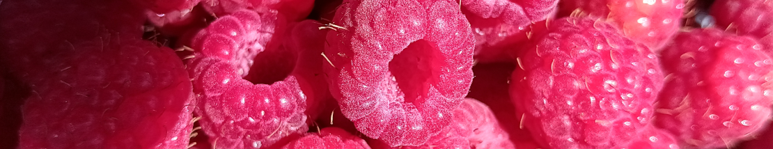 C'est la saison des framboises ! C'est la saison des framboises !